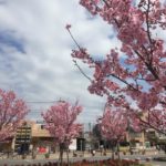 南鳩ヶ谷駅前桜満開！（2016年春）