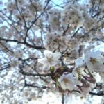 三ツ和公園の桜ほぼ満開！（20170404）