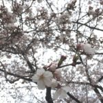 三ツ和公園の桜七分咲き（20170401）