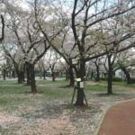 三ツ和公園の桜吹雪と桜の絨毯！（20170413）
