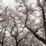 三ツ和公園の桜満開です！（20170408）
