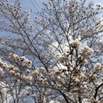 2018年三ツ和公園の桜情報（20180324）