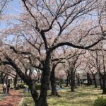 三ツ和公園の桜散り始め（20180331）