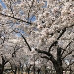 三ツ和公園の桜満開、お花見日和です！（20180328）