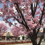 南鳩ヶ谷駅前の桜が満開です！（20180324）
