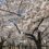 三ツ和公園の桜満開、お花見日和です！（20180328）